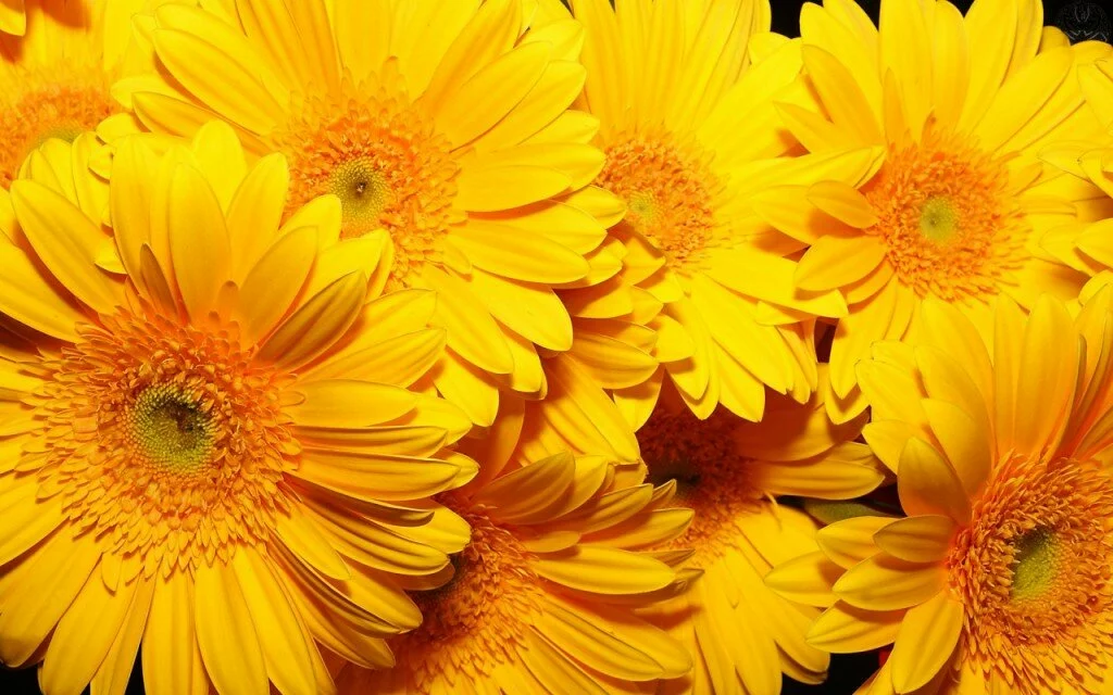 Deep Yellow Flowers wallpaper3 1024x640 Most beautiful yellow flowers wallpapers