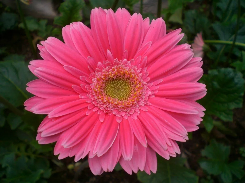 Pink gerbera wallpaper 1024x768 Beautiful pink flowers wallpapers