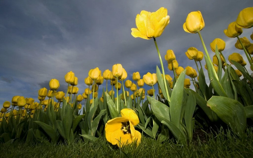Yellow Flowers wallpaper2 1024x640 Most beautiful yellow flowers wallpapers