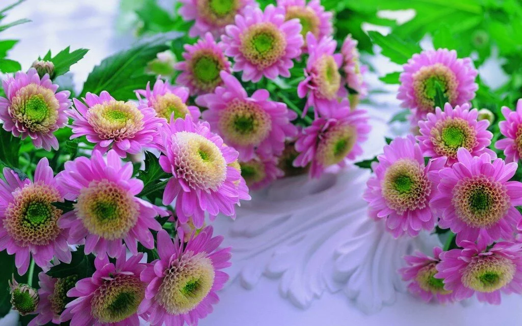 beautiful pink flowers picture 1024x640 Beautiful pink flowers wallpapers