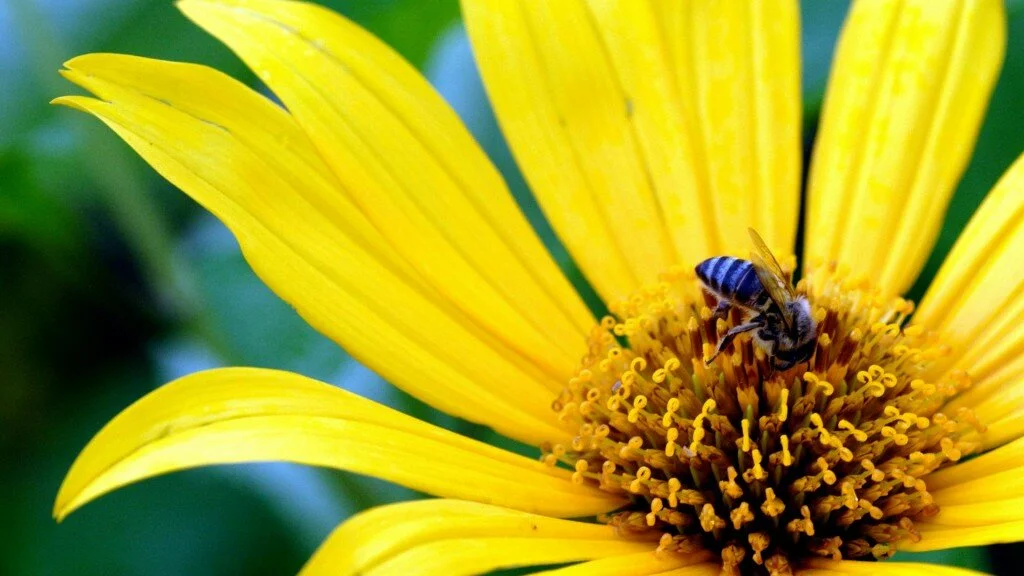 big yellow flower HD wallpaper 8 1024x576 Most beautiful yellow flowers wallpapers